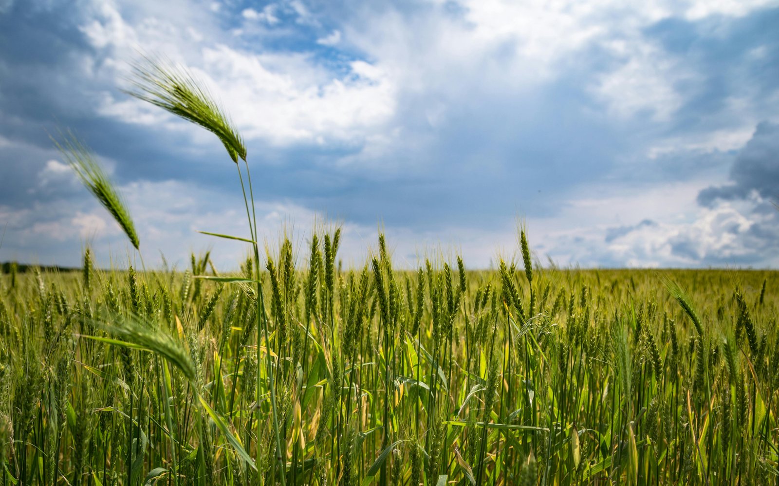 10 Ways to Increase Crop Yield with Organic Farming